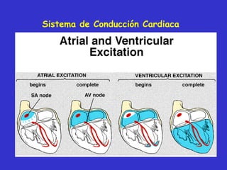 Sistema de Conducción Cardiaca 