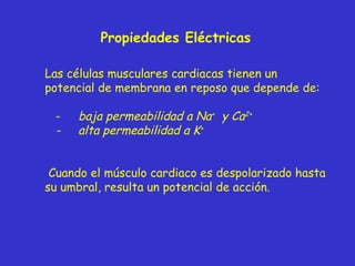 Propiedades Eléctricas Las células musculares cardiacas tienen un potencial de membrana en reposo que depende de:  -  baja permeabilidad a Na +   y Ca 2+ -  alta permeabilidad a K + Cuando el músculo cardiaco es despolarizado hasta su umbral, resulta un potencial de acción. 