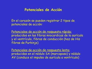 Potenciales de Acción En el corazón se pueden registrar 2 tipos de potenciales de acción: Potenciales de acción de respuesta rápida:  producidos en las fibras miocardicas de la aurícula y el ventrículo, fibras de conducción (haz de His fibras de Purkinje) Potenciales de acción de respuesta lenta:  producidas en el nódulo SA (marcapaso) y nódulo AV (conduce el impulso de aurícula a ventrículo) 