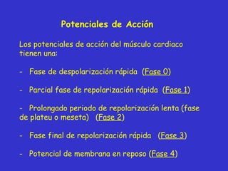 Potenciales de Acción Los potenciales de acción del músculo cardiaco tienen una: Fase de despolarización rápida  ( Fase 0 ) Parcial fase de repolarización rápida  ( Fase 1 ) Prolongado periodo de repolarización lenta (fase de plateu o meseta)  ( Fase 2 ) Fase final de repolarización rápida  ( Fase 3 ) Potencial de membrana en reposo ( Fase 4 ) 