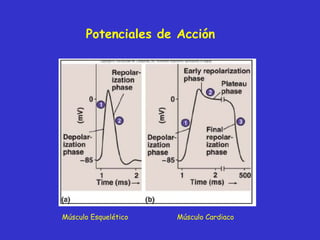 Potenciales de Acción Músculo Esquelético Músculo Cardiaco 