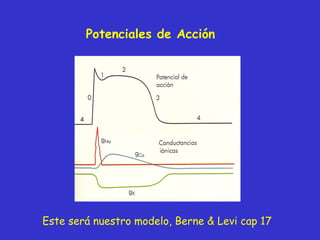 Potenciales de Acción Este será nuestro modelo, Berne & Levi cap 17 
