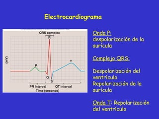 Electrocardiograma Onda P:  despolarización de la aurícula Complejo QRS: Despolarización del ventrículo Repolarización de la aurícula Onda T : Repolarización del ventrículo 