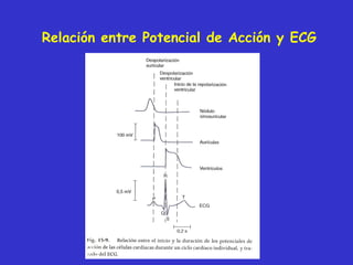 Relación entre Potencial de Acción y ECG 