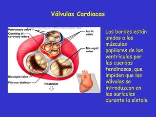 Válvulas  Cardiac as Los bordes están unidos a los músculos papilares de los ventrículos por las cuerdas tendinosas, que impiden que las válvulas se introduzcan en las aurículas durante la sístole 