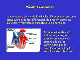 Válvulas  Cardiac as La apertura y cierre de la válvulas AV se producen como consecuencia de las diferencias de presión entre las aurículas y ventrículos durante el ciclo cardiaco. Cuando los ventrículos están relajados, la presión en la aurícula supera a la de los ventrículos, por la circulación venosa y las válvulas están abiertas   