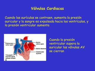 Válvulas  Cardiac as Cuando las aurículas se contraen, aumenta la presión auricular y la sangre es expulsada hacia los ventrículos, y la presión ventricular aumenta Cuando la presión ventricular supera la auricular las válvulas AV se cierran 