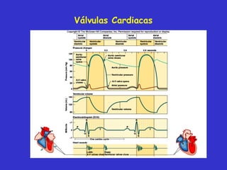 Válvulas  Cardiac as 