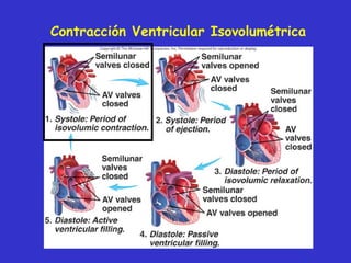 Contracción Ventricular Isovolumétrica 