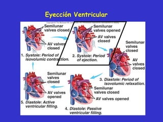 Eyección Ventricular 