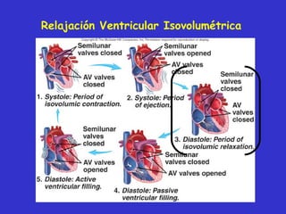 Relajación Ventricular Isovolumétrica 
