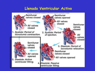 Llenado  Ventricular  Activo 