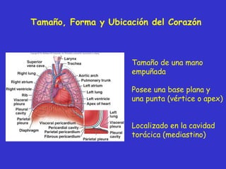 Tamaño, Forma y Ubicación del Corazón Tamaño de una mano empuñada Posee una base plana y una punta (v értice o  apex)  Localizado en la cavidad torácica (mediastino) 