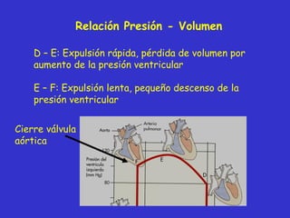 Relación Presión - Volumen D – E: Expulsión rápida, pérdida de volumen por aumento de la presión ventricular E – F: Expulsión lenta, pequeño descenso de la presión ventricular Cierre válvula aórtica 