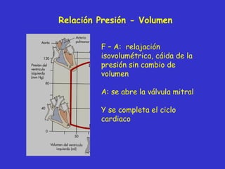 Relación Presión - Volumen F – A:  relajación isovolumétrica, cáida de la presión sin cambio de volumen A: se abre la válvula mitral Y se completa el ciclo cardiaco 