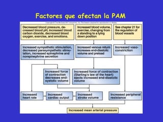 Factores que afectan la PAM 