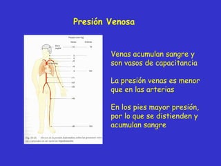 Presi ón  Venosa Venas acumulan sangre y son vasos de capacitancia La presión venas es menor que en las arterias En los pies mayor presión, por lo que se distienden y acumulan sangre 