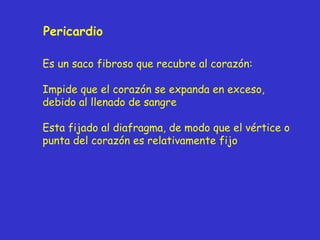Pericardio Es un saco fibroso que recubre al corazón: Impide que el corazón se expanda en exceso, debido al llenado de sangre Esta fijado al diafragma, de modo que el vértice o punta del corazón es relativamente fijo 
