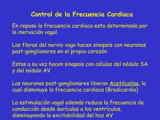 Control de la Frecuencia Cardiaca En reposo la frecuencia cardiaca esta determinada por la inervación vagal. Las fibras del nervio vago hacen sinapsis con neuronas post-ganglionares en el propio corazón Estas a su vez hacen sinapsis con células del nódulo SA y del nódulo AV Las neuronas post-ganglionares liberan  Acetilcolina , la cual disminuye la frecuencia cardiaca (Bradicardia) La e stimulación vagal además reduce la frecuencia de conducción desde aurículas a los ventrículos, disminuyendo la excitabilidad del haz AV 