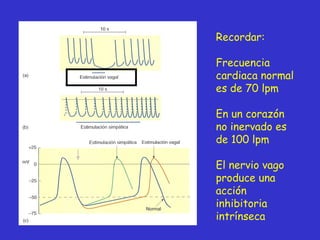 Recordar: Frecuencia cardiaca normal es de 70 lpm En un corazón no inervado es de 100 lpm El nervio vago produce una acción inhibitoria intrínseca 