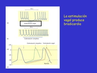 La estimulación vagal produce bradicardia 