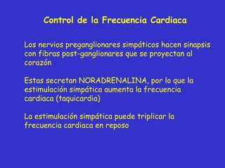Control de la Frecuencia Cardiaca Los nervios preganglionares simpáticos hacen sinapsis con fibras post-ganglionares que se proyectan al corazón Estas secretan NORADRENALINA, por lo que la estimulación simpática aumenta la frecuencia cardiaca (taquicardia) La estimulación simpática puede triplicar la frecuencia cardiaca en reposo 