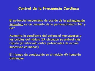 Control de la Frecuencia Cardiaca El potencial mecanismo de acción de la  estimulación simpática  es un aumento de la permeabilidad a Na +  y Ca 2+ Aumenta la pendiente del potencial marcapasos y las células del nódulo SA alcanzan su umbral más rápido (el intervalo entre potenciales de acción sucesivos es menor) El tiempo de conducción en el nódulo AV también disminuye 