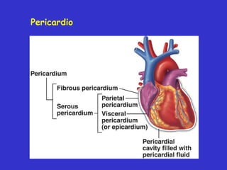Pericardio 