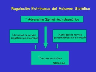 Regulación Extrínseca del Volumen Sistólico    Adrenalina (Epinefrina) plasmática Actividad de nervios simpáticos en el corazón  Actividad de nervios parasimpáticos en el corazón Frecuencia cardiaca Nódulo SA 