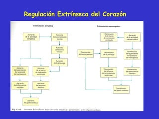 Regulación Extrínseca del Corazón 