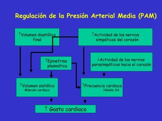 Regulación de la Presión Arterial Media (PAM) <ul><li>Volumen diastólico </li></ul><ul><li>final </li></ul><ul><li>Activid...