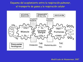 Modificado de Wasserman, 1987 Esquema del acoplamiento entre la respiración pulmonar,  el transporte de gases y la respira...