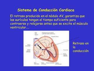 Sistema de Conducción Cardiaca El retraso producido en el nódulo AV, garantiza que las aurículas tengan el tiempo suficien...
