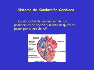 Sistema de Conducción Cardiaca <ul><li>La velocidad de conducción de los potenciales de acción aumenta después de pasar po...