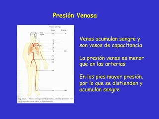 Presi ón  Venosa Venas acumulan sangre y son vasos de capacitancia La presión venas es menor que en las arterias En los pi...