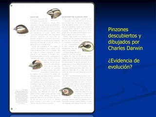 Pinzones
descubiertos y
dibujados por
Charles Darwin
¿Evidencia de
evolución?
 
