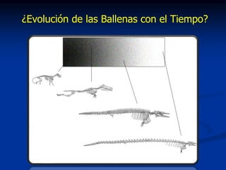 ¿Evolución de las Ballenas con el Tiempo?
 