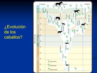 ¿Evolución
de los
caballos?
 