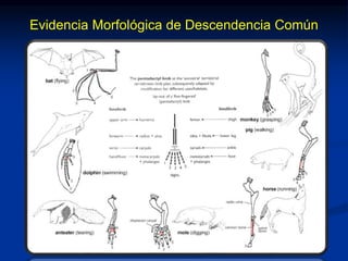 Evidencia Morfológica de Descendencia Común
 