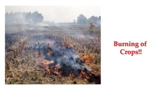 Burning of
Crops!!
 