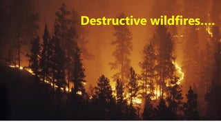 Destructive wildfires….
 