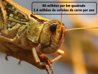 Negócios que experimentam, aprendem e se adaptam - lean/governança
teal/ciclos de feedback curtos/contato da gestão com dia a dia (termo do
Dan japonês e dos clientes)
80 milhões por km quadrado
3.6 milhões de colisões de carro por ano
 
