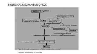 BIOLOGICAL MECHANISMS OF ECC
BIOLOGICAL MECHANISMS OF ECC Davies 1998
 