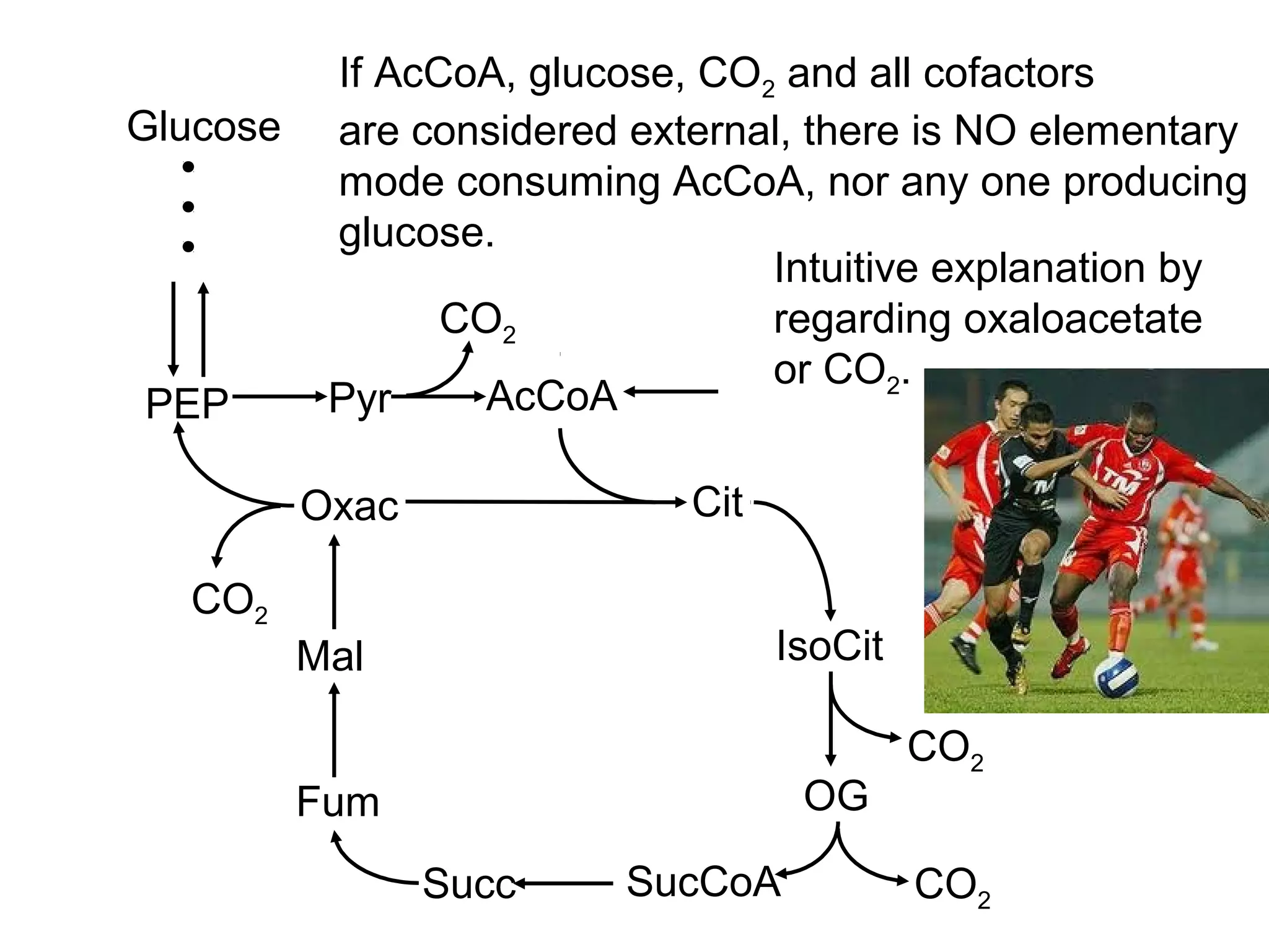 Glucose
AcCoA
Cit
IsoCit
OG
SucCoA
PEP
Oxac
Mal
Fum
Succ
Pyr
CO2
CO2
CO2
CO2
If AcCoA, glucose, CO2 and all cofactors
are considered external, there is NO elementary
mode consuming AcCoA, nor any one producing
glucose.
Intuitive explanation by
regarding oxaloacetate
or CO2.
 