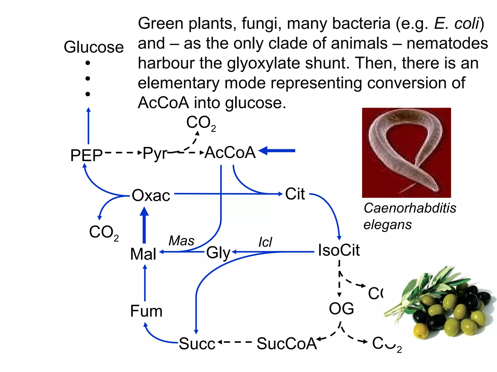 Glucose
AcCoA
Cit
IsoCit
OG
SucCoA
PEP
Oxac
Mal
Fum
Succ
Gly
Pyr
CO2
CO2
CO2
CO2
IclMas
Green plants, fungi, many bacteria (e.g. E. coli)
and – as the only clade of animals – nematodes
harbour the glyoxylate shunt. Then, there is an
elementary mode representing conversion of
AcCoA into glucose.
Caenorhabditis
elegans
 