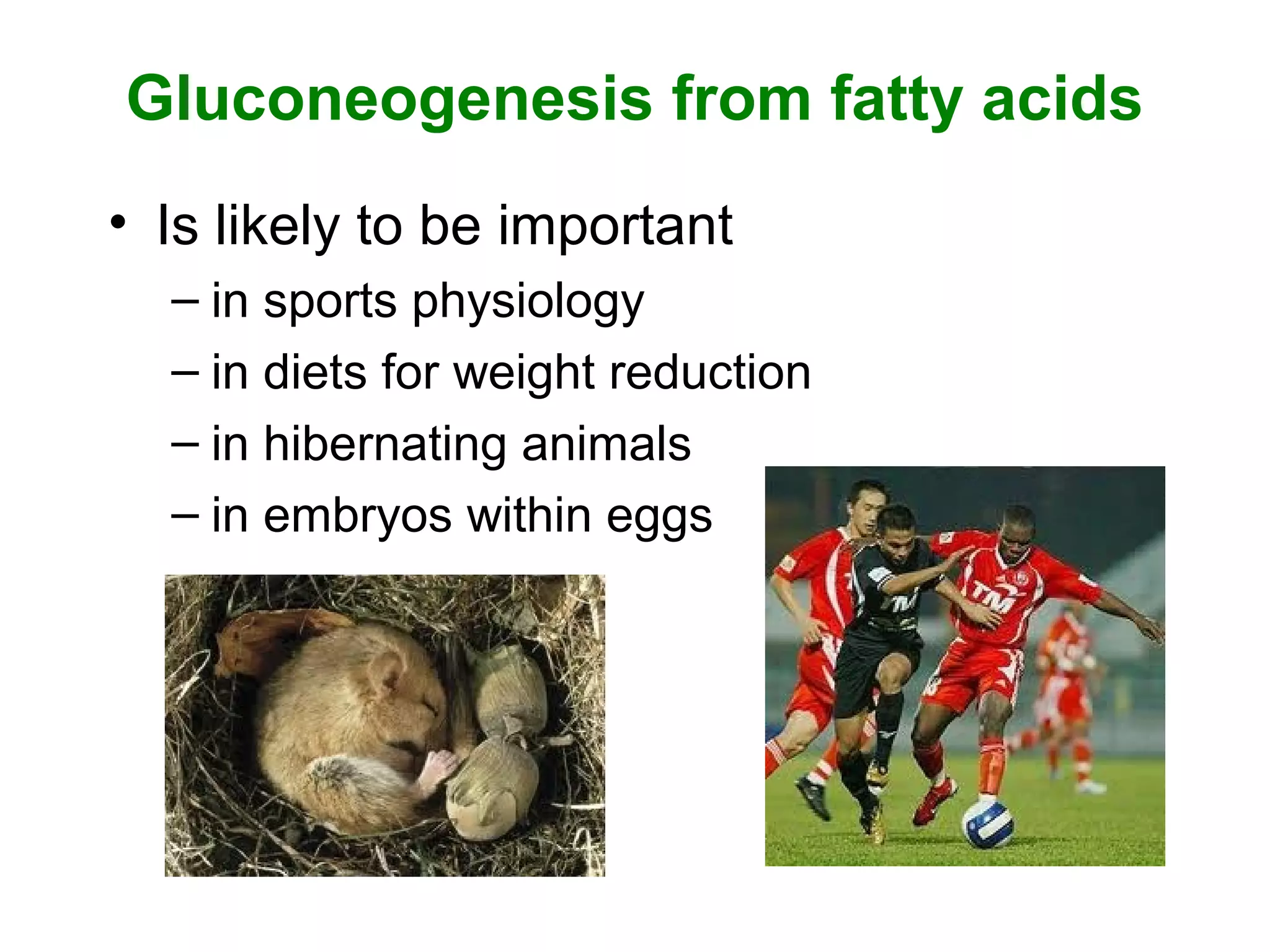 Gluconeogenesis from fatty acids
• Is likely to be important
– in sports physiology
– in diets for weight reduction
– in hibernating animals
– in embryos within eggs
 