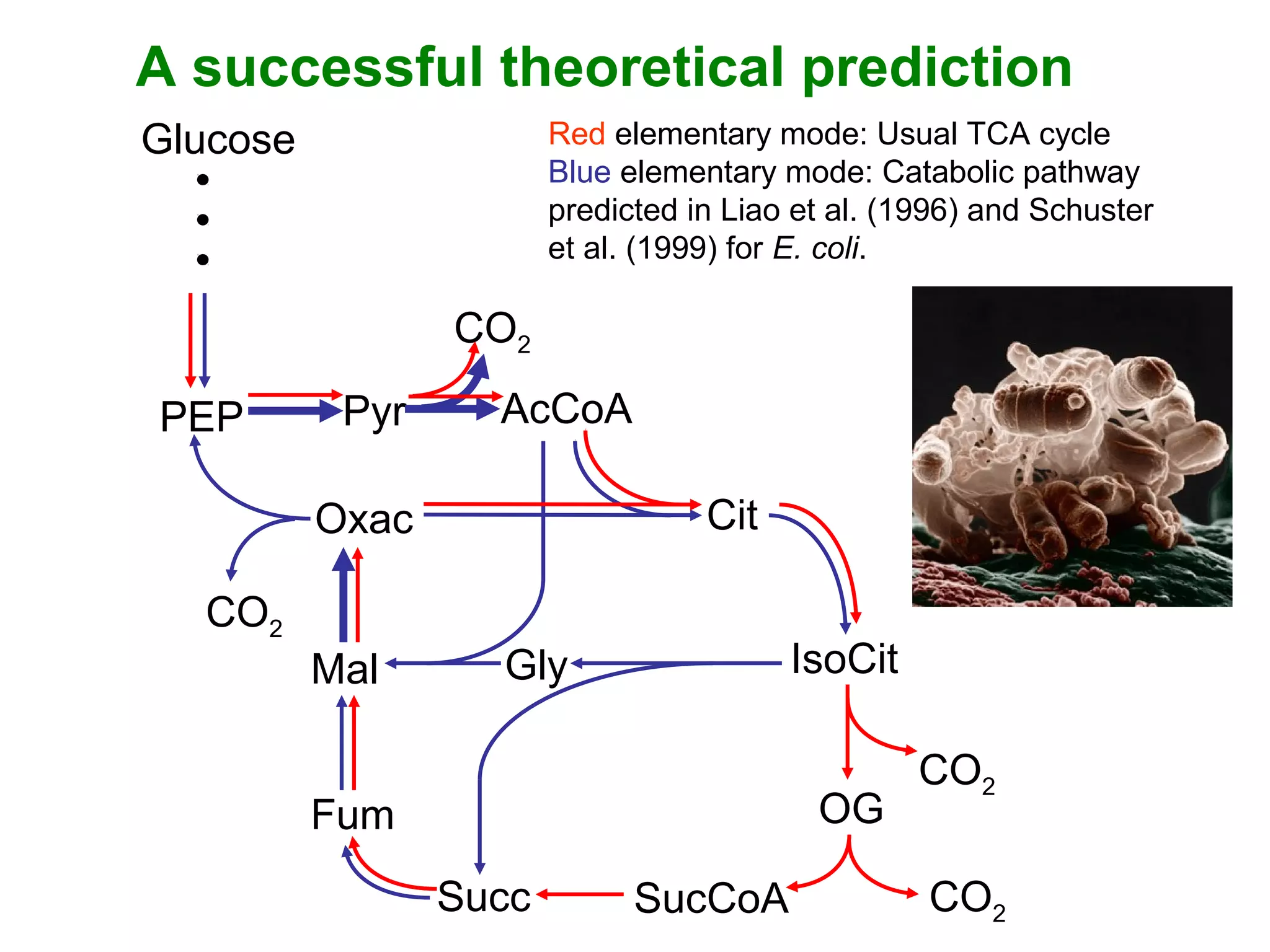 Glucose
AcCoA
Cit
IsoCit
OG
SucCoA
PEP
Oxac
Mal
Fum
Succ
Gly
Pyr
CO2
CO2
CO2
CO2
A successful theoretical prediction
Red elementary mode: Usual TCA cycle
Blue elementary mode: Catabolic pathway
predicted in Liao et al. (1996) and Schuster
et al. (1999) for E. coli.
 