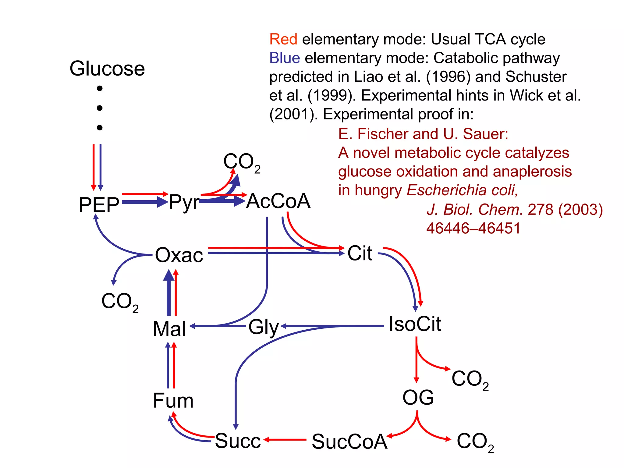 Glucose
AcCoA
Cit
IsoCit
OG
SucCoA
PEP
Oxac
Mal
Fum
Succ
Gly
Pyr
CO2
CO2
CO2
CO2
Red elementary mode: Usual TCA cycle
Blue elementary mode: Catabolic pathway
predicted in Liao et al. (1996) and Schuster
et al. (1999). Experimental hints in Wick et al.
(2001). Experimental proof in:
E. Fischer and U. Sauer:
A novel metabolic cycle catalyzes
glucose oxidation and anaplerosis
in hungry Escherichia coli,
J. Biol. Chem. 278 (2003)
46446–46451
 