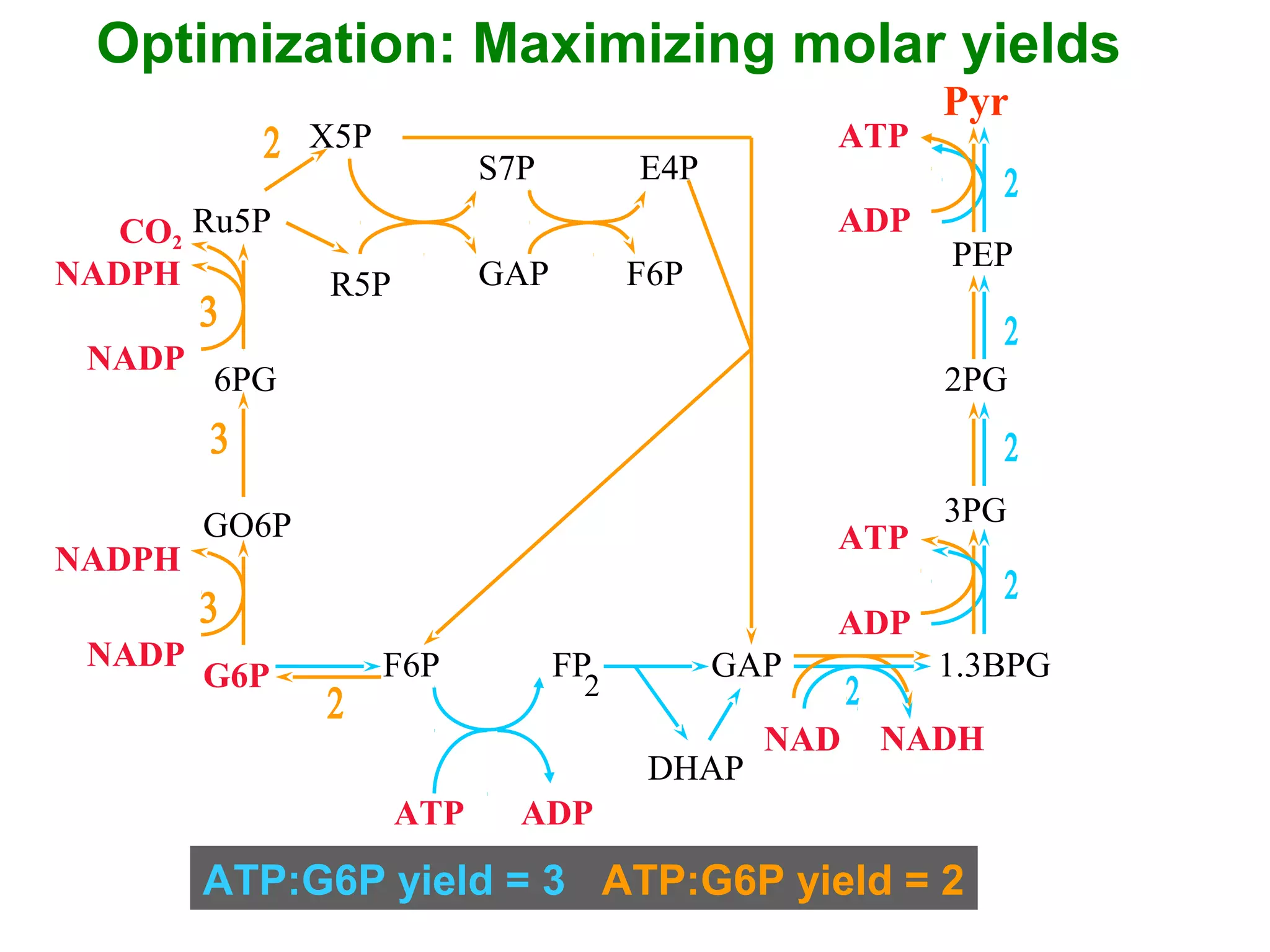 NADP
NADPH
NADP
NADPH
NADHNAD
ADP
ATP
ADP
ATP
CO2
ATP ADP
G6P
X5P
Ru5P
R5P
S7P
GAP
GAP
6PG
GO6P
F6P FP
2
F6P
DHAP
1.3BPG
3PG
2PG
PEP
E4P
Optimization: Maximizing molar yields
ATP:G6P yield = 3 ATP:G6P yield = 2
Pyr
 