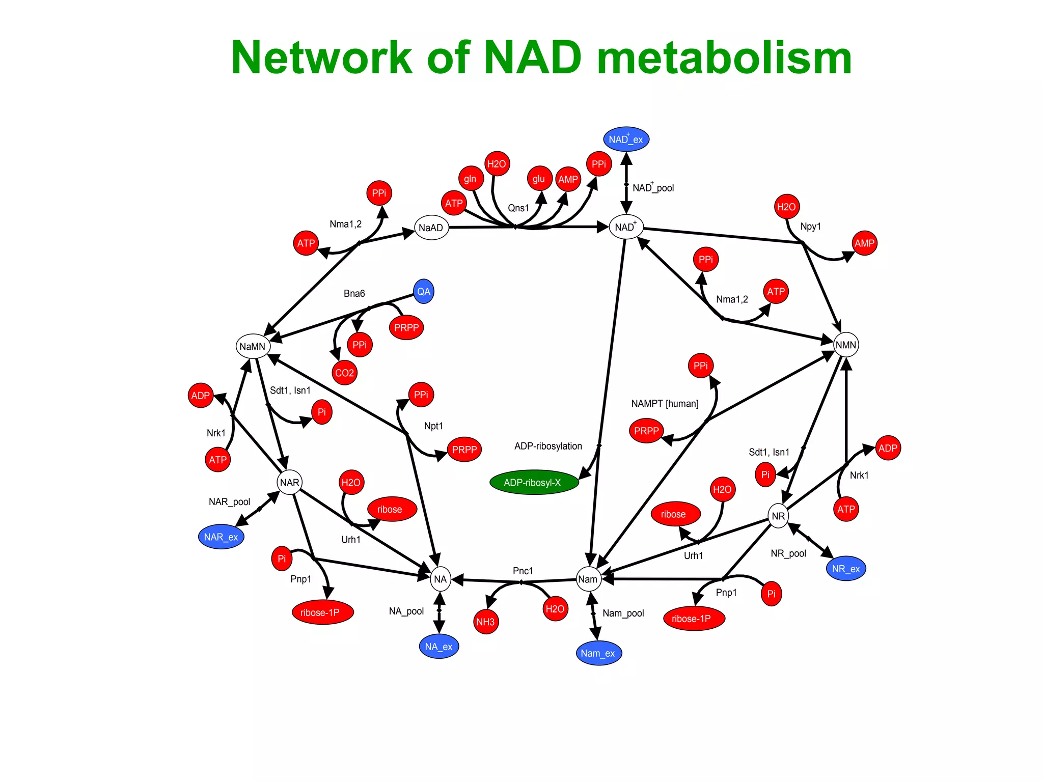 AMP
NA
NaAD NAD
Nam
NaMN
NR
NAR
NMN
PRPP
ADP-ribosylation
ADP-ribosyl-X
Pnc1
H2O
NH3
Qns1ATP
gln
H2O
glu
NAD_pool
NAD_ex
NAMPT [human]
NR_pool
NR_ex
Nam_pool
Nam_ex
Npt1
NAR_pool
NAR_ex
NA_pool
NA_ex
Nma1,2
ATP
Nma1,2
ATP
Nrk1
ATP
ADP
Nrk1
ATP
ADP
Sdt1, Isn1
Pi
Sdt1, Isn1
Pi
Pnp1 Pi
ribose-1P
Pnp1
Pi
ribose-1P
Bna6 QA
CO2
PPi
PRPP
PPi
PPi
Npy1
AMP
Urh1
H2O
ribose
Urh1
H2O
ribose
H2O
+
+
+
PRPP
PPi
PPi
PPi
Network of NAD metabolism
 